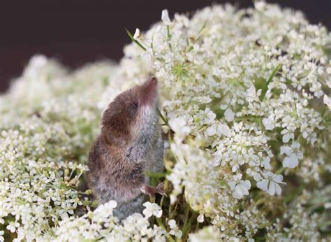 2020年10月 – トウキョウトガリネズミ（least shrew)