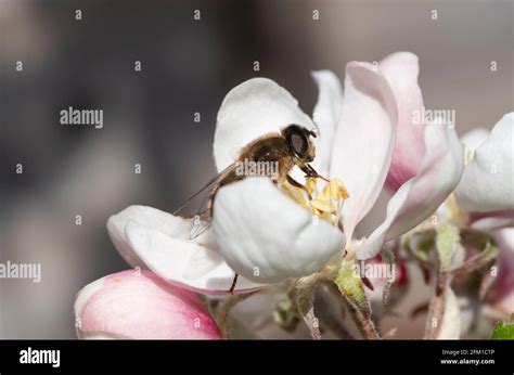 Bee Feeding On Apple Blossom Stock Photo Alamy