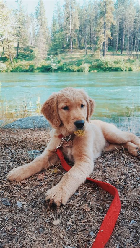 59 Golden retriever ideas | golden retriever, cute dogs, cute animals