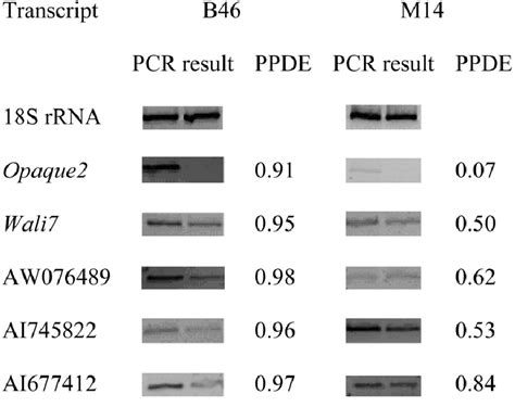 Ethidium Bromide Stained Agarose Gels Showing Rt Pcr Confi Rmation Of