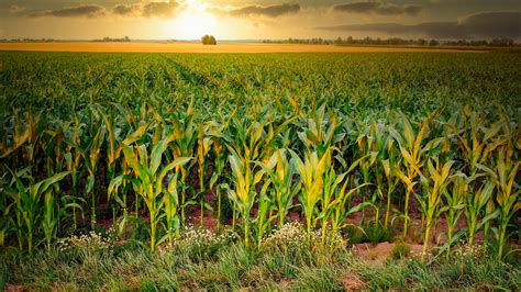 Maïs Champ De Blé Agriculture Des Photo gratuite sur Pixabay