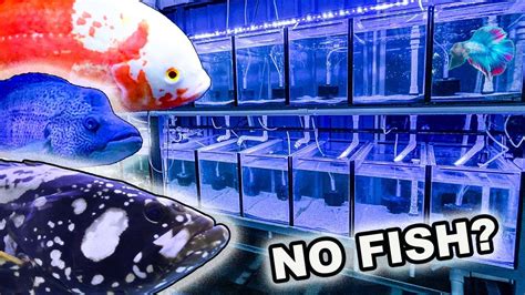 What Happened To My Fish Room Fish Room Tour Youtube