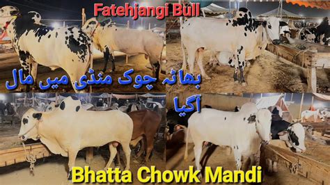 Bhatta Chowk Mandi 2023 Last Update 18 6 2023 Cow Mandi 2023