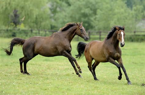 Two greats: Cheltenham Gold Cup winners Kauto Star (right) and Denman ...