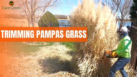 Trimming Pampas Grass Pruning Ornamental Grass Care Green Youtube