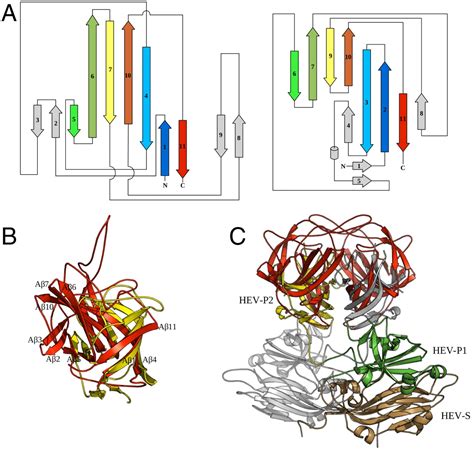 Crystal Structure Of The Human Astrovirus Capsid Spike PNAS