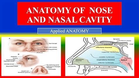 Anatomy Of Nose And Nasal Cavity Respiratory System Applied Anatomy