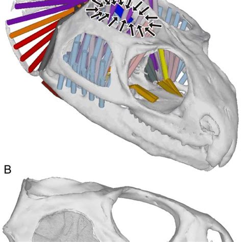 The diapsid skull form. Simplified schematic lateral and dorsal skull... | Download Scientific ...