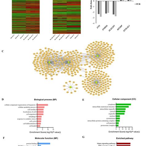 Bioinformatics Analysis Of Differentially Expressed LncRNAs Between