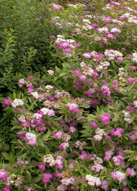 Anthony Waterer Spirea Spiraea X Bumalda Anthony Waterer Monrovia Plant