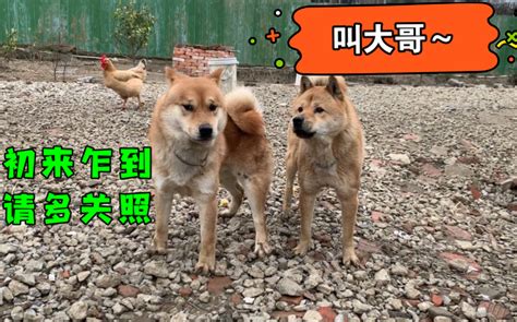 田园犬基地新来一只帅狗，阿黄父子心生嫉妒，轮番上阵！哔哩哔哩bilibili