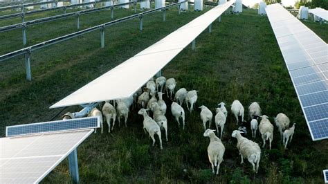 Solar Sheep Grazing In Iowa Ideal Energy Solar