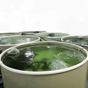 ras shrimp farming, indoor shrimp farming equipment, indoor shrimp farming