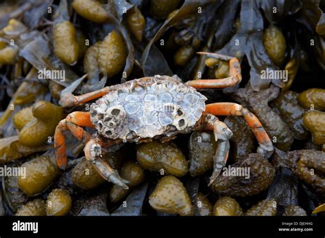 European Shore Crab Green Crab Carcinus Maenas Alien Invasive