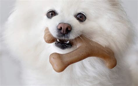 Benebone Dog Chew Toys $4 Each | Free Stuff Finder