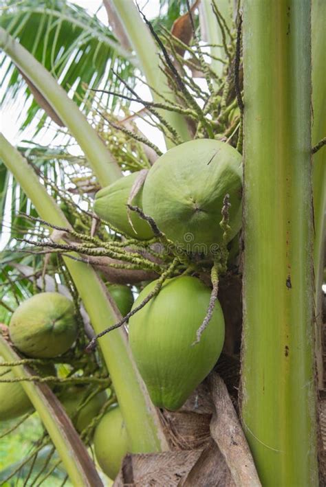 Green Coconut At Tree In Garden Background Stock Image Image Of