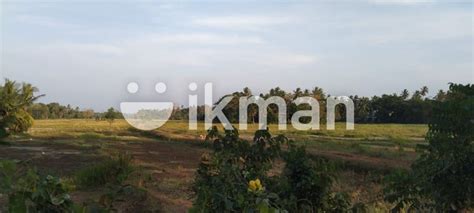 Land For Sale Minuwangoda Gampaha Ikman