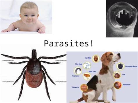 Pptx Parasites Parasites Internal External Hole Host Of Them