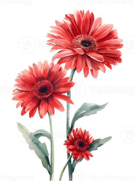 Ai Generated Gerbera Daisies Flower Minimal Watercolor On White Background 42579192 Png