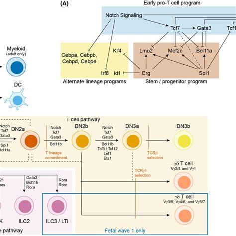 Transcriptional Regulation Of Early Tlineage And Alternate Lineage