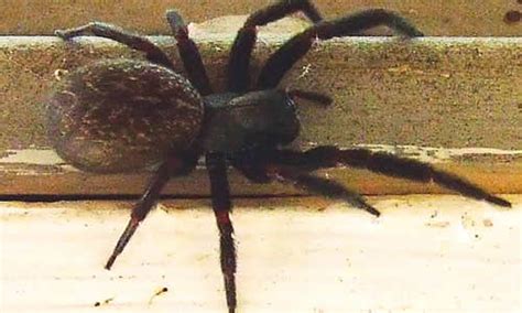 Black House Spider - Facts, Venom & Habitat Information