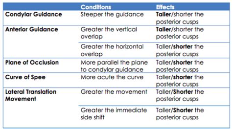 Determinants Of Occlusal Morphology Dr Kim Flashcards Quizlet