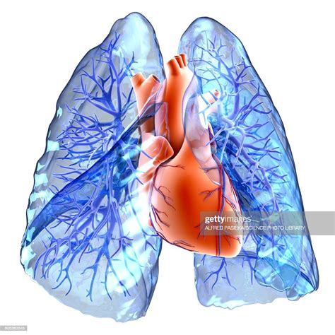 Circulatory System Of Heart And Lungs High-Res Vector Graphic - Getty ...