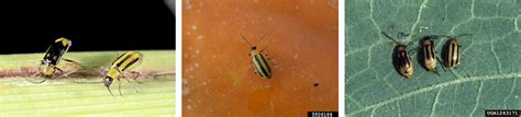 Corn Rootworm Identification Corn Rootworm Ipm