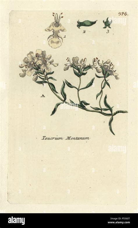 Mountain Germander Teucrium Montanum Handcoloured Botanical Drawn And