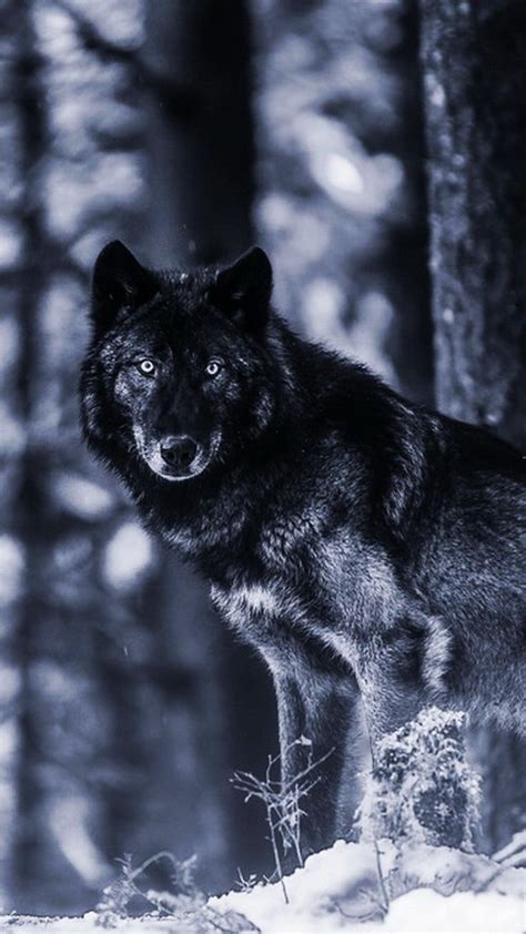 Wolf Phone Wallpapers - Top Free Wolf Phone Backgrounds - WallpaperAccess