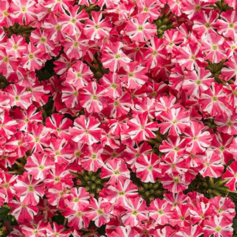 Superbena Royale® Cherryburst Verbena Hybrid Proven Winners