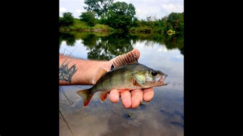 River Trent Barbel Fishing Tues July Not Mon July Youtube