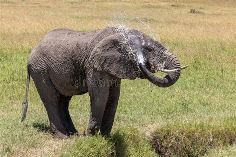 Elefante Che Spruzza Con Acqua In Masai Mara Fotografia Stock