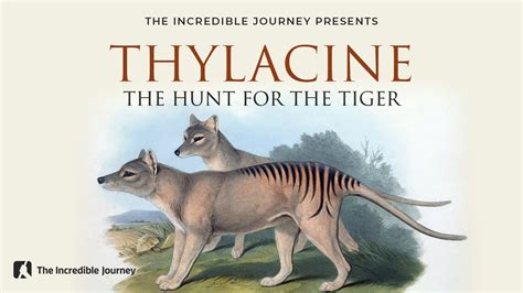 The Extinction Tragedy Of The Tasmanian Tiger Thylacine Youtube