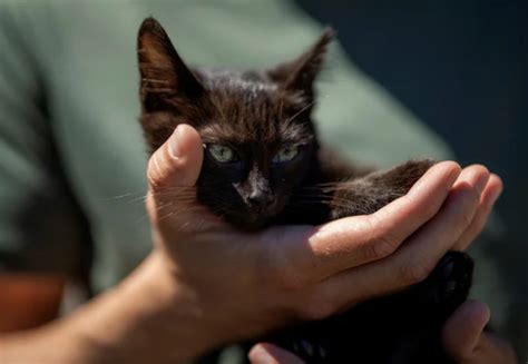 Cómo funciona el sentido del olfato en los gatos Formato Siete