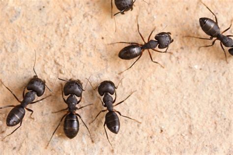 How To Get Rid Of Carpenter Ants Maine Residents Detest Green Shield