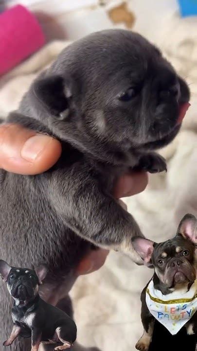 2 Week Old Lilac And Platnuim Frenchies 3 Boys 3 Girls 🥶 Youtube