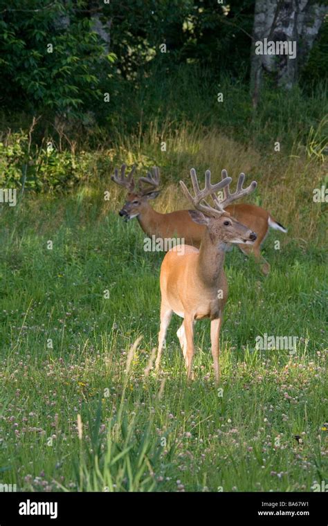 White-tailed bucks with antlers in velvet Stock Photo - Alamy