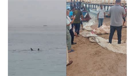 Captan C Mo Un Tibur N Tigre Devora A Un Joven En El Mar Rojo Videos