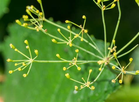 Australian Apiaceae