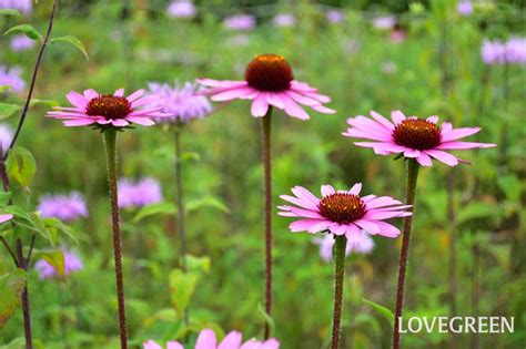 夏の花でガーデニング｜暑さに強く、秋までずっと咲き続ける多年草（宿根草）20選 Lovegreenラブグリーン