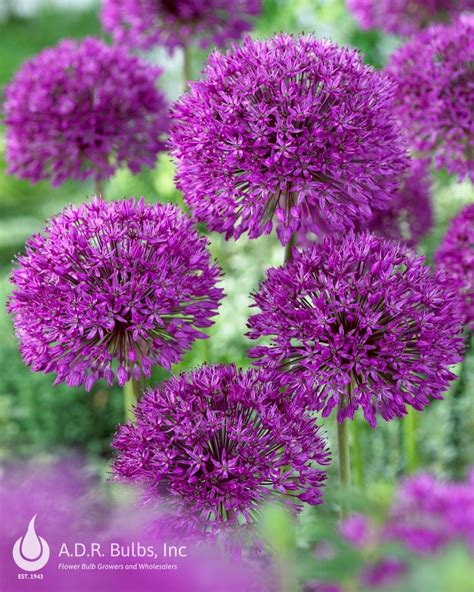 Allium Tall Purple Sensation Allium From Adr Bulbs