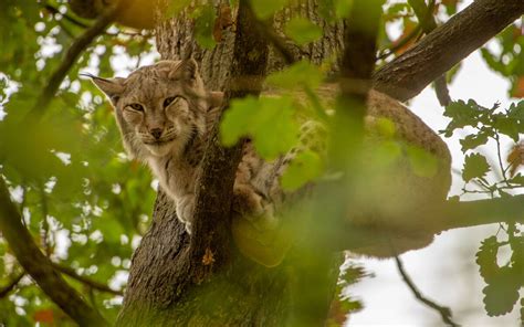 Wildtiere Unsere Tiere Wildpark Schloss Tambach Wildpark Schloss