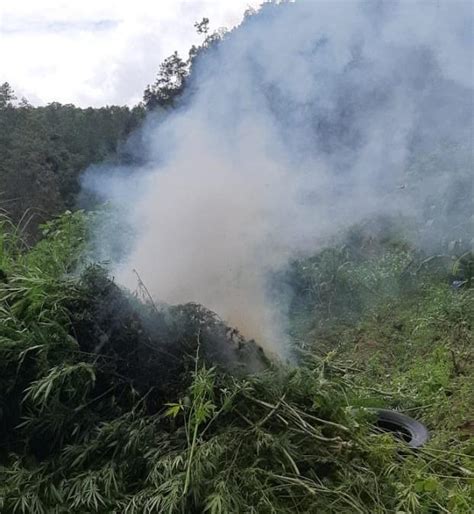 Polic A Nacional Civil De Guatemala Erradican Plantaciones De