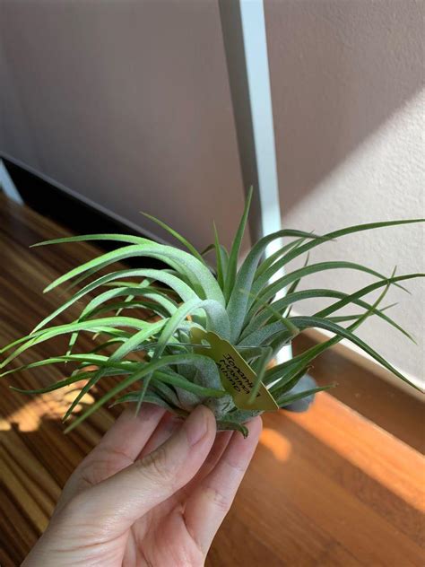 Tillandsia Airplant Ionantha Maxima Albino Furniture Home Living