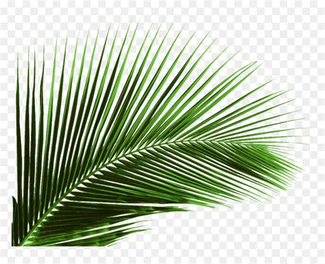 Arecaceae Leaf Palm Branch Tree Coconut Tree Leaf Png Transparent