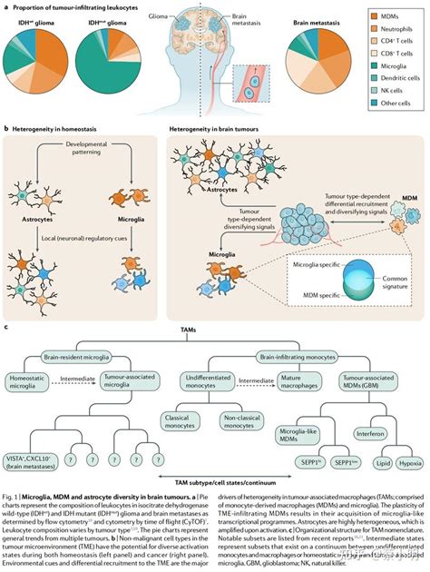 Nid Glial And Myeloid Heterogeneity In The Brain Tumour