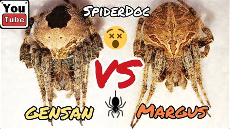 GENSAN Vs MARGUS JUMBO Spider Fight Gagambang Talaan Vs Gagambang