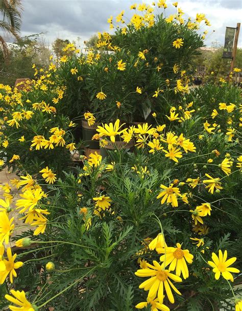 Photo Of The Entire Plant Of Green Euryops Euryops Pectinatus Viridis Posted By Plantmanager