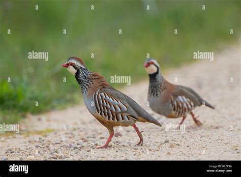 Red Legged Partridge Hi Res Stock Photography And Images Alamy